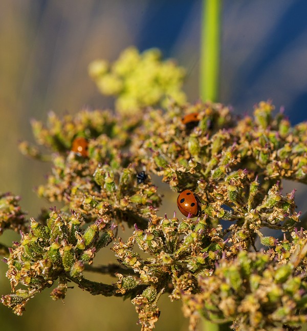 COCCINELLE