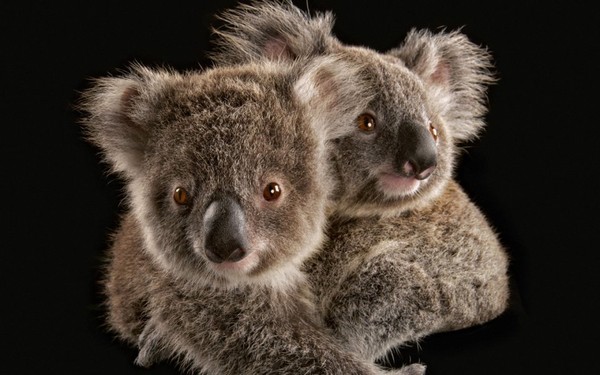 KOALAS