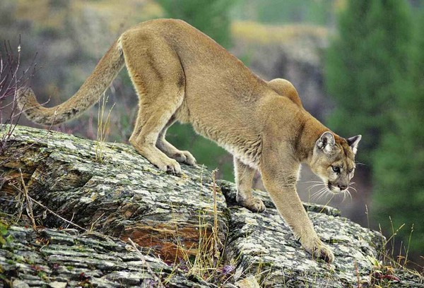 COUGAR