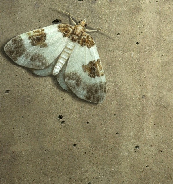 PAPILLON