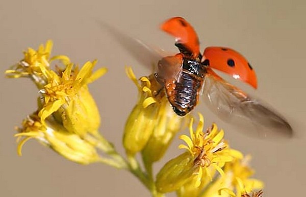 COCCINELLE