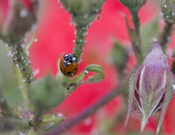 COCCINELLE