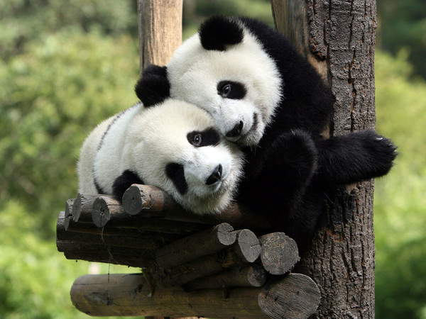 PANDAS