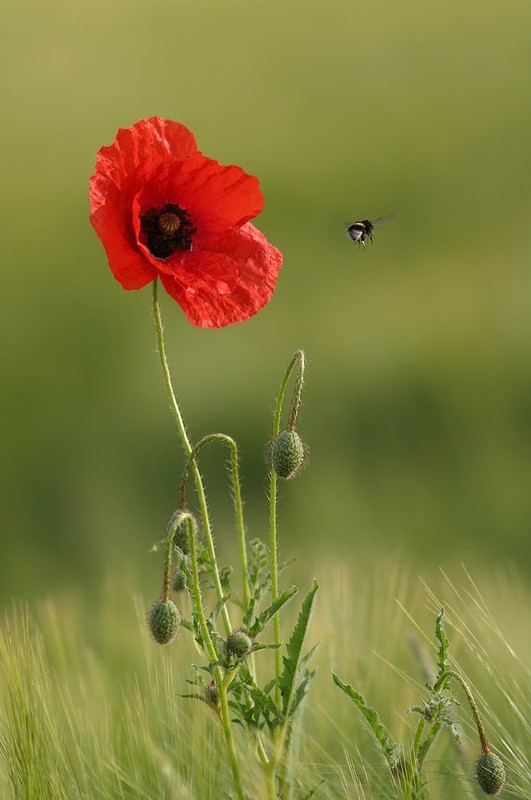 COQUELICOT