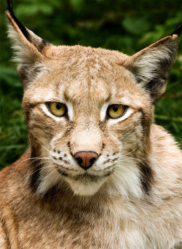 LYNX