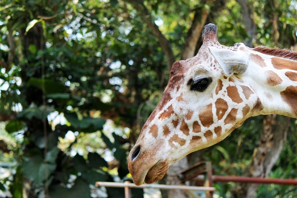 GIRAFE