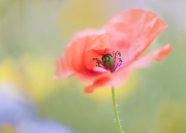 COQUELICOT