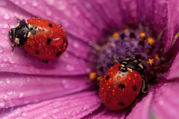 COCCINELLES