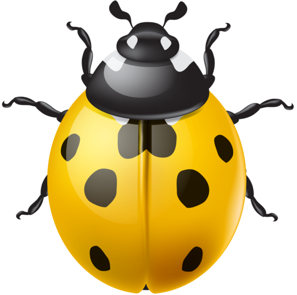 COCCINELLE 3