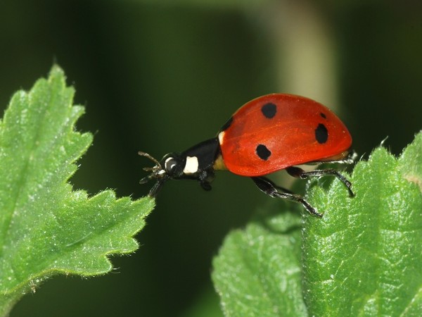 COCCINELLE