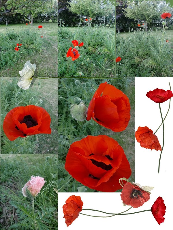 COQUELICOTS