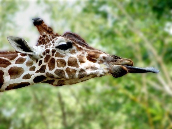 GIRAFE