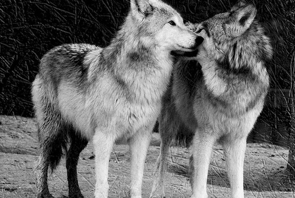 LOUPS