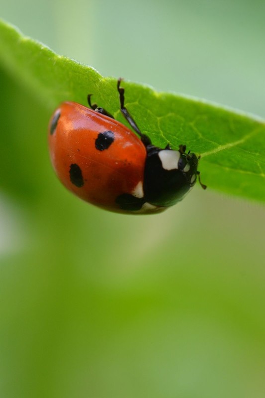 COCCINELLE 2