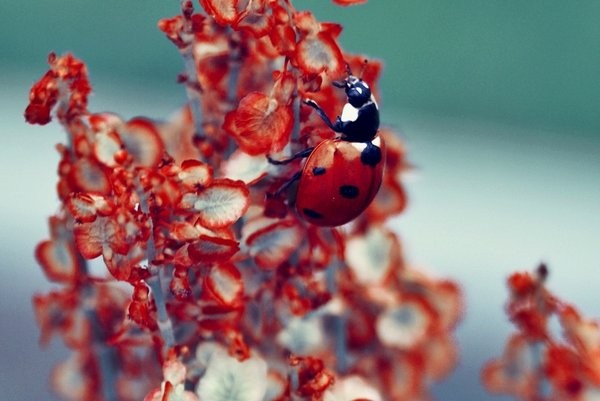 COCCINELLE