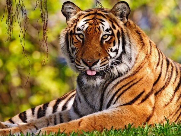 TIGRE