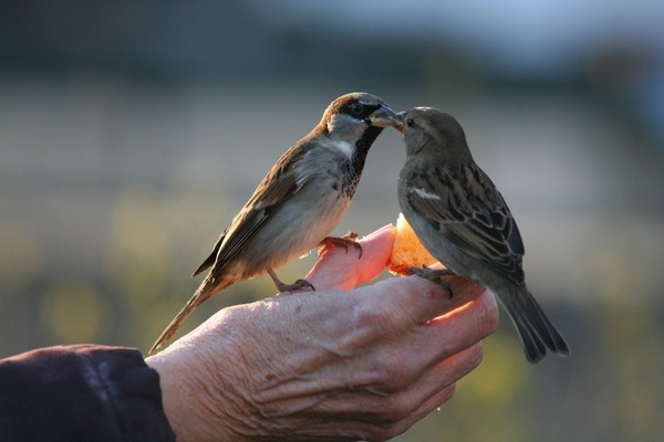 OISEAUX