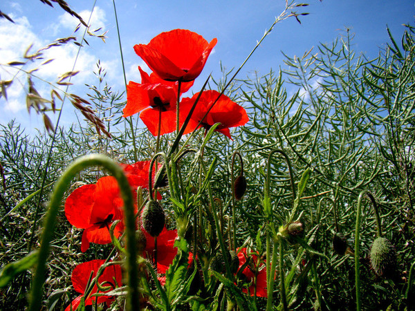 COQUELICOTS