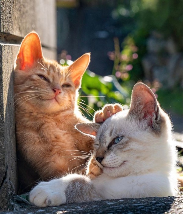CHAT 7