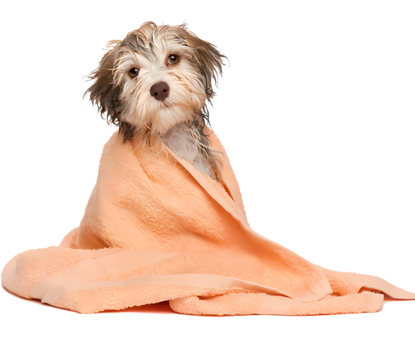 CHIEN 5