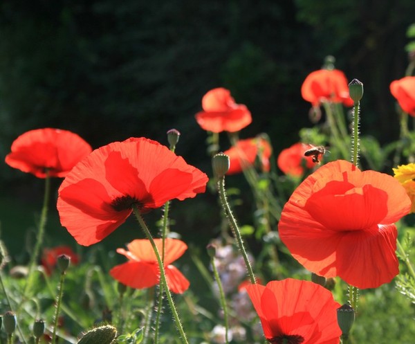 COQUELICOTS