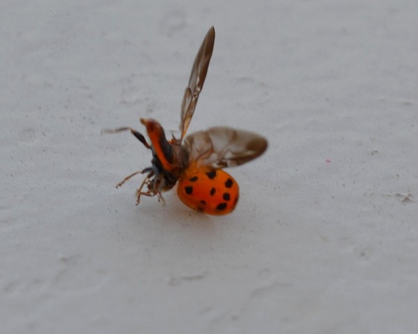 COCCINELLE