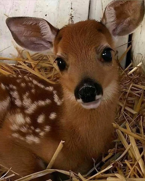 CERF BICHE