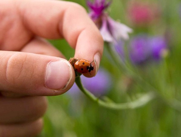 COCCINELLE