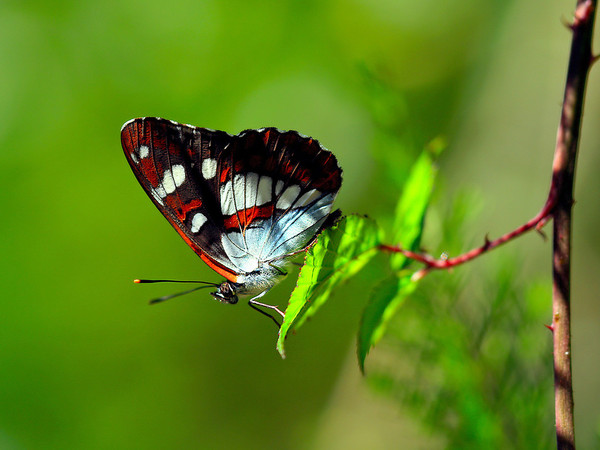 PAPILLON