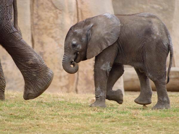 ELEPHANTS