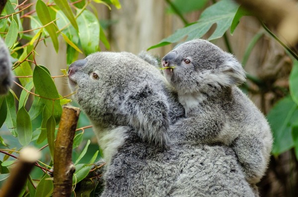 KOALAS