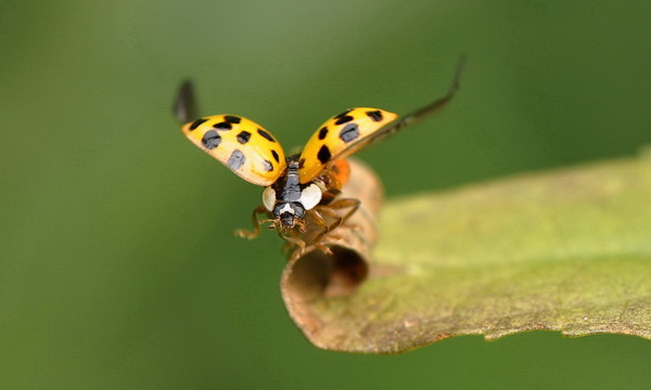 COCCINELLE