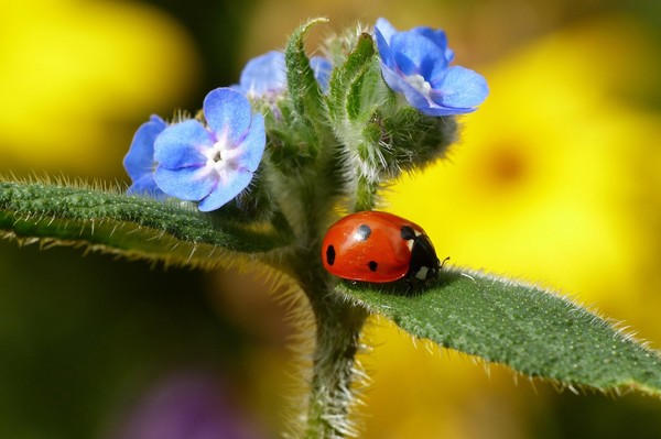 COCCINELLE