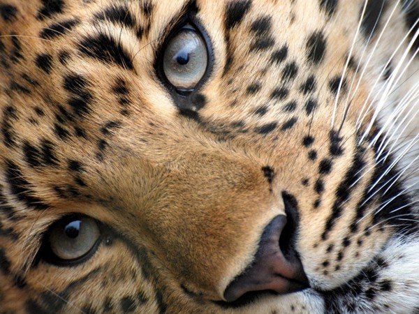 LEOPARD