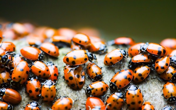 COCCINELLES