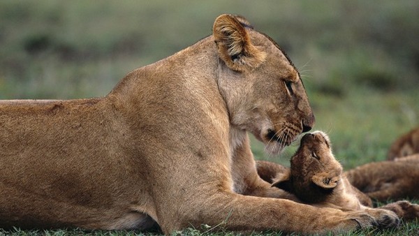 LIONNE ET LIONCEAU