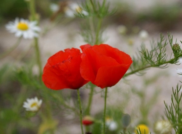 COQUELICOTS