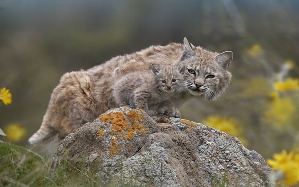 LYNX