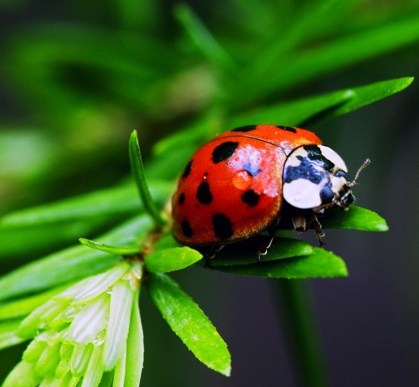 COCCINELLE