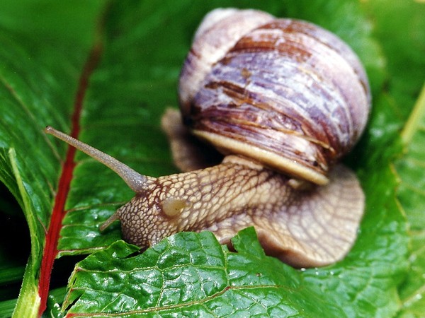 ESCARGOT