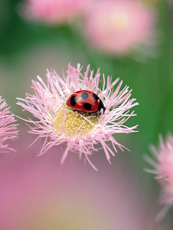 COCCINELLE