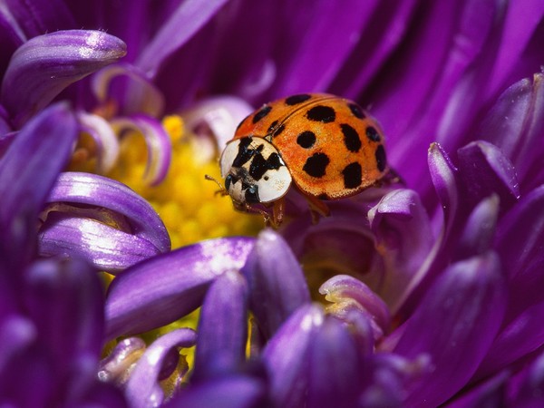 COCCINELLE