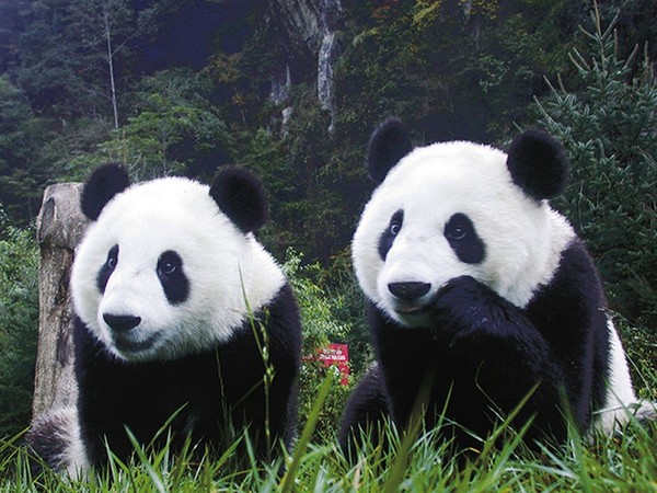 PANDAS