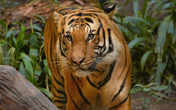 TIGRE