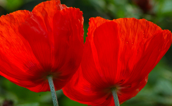 COQUELICOTS