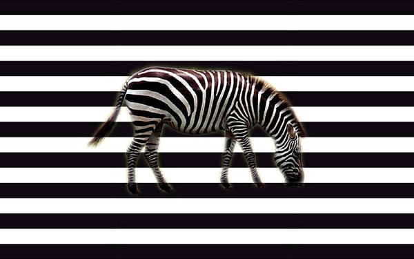 ZEBRE