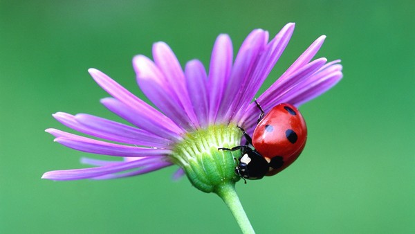 COCCINELLE