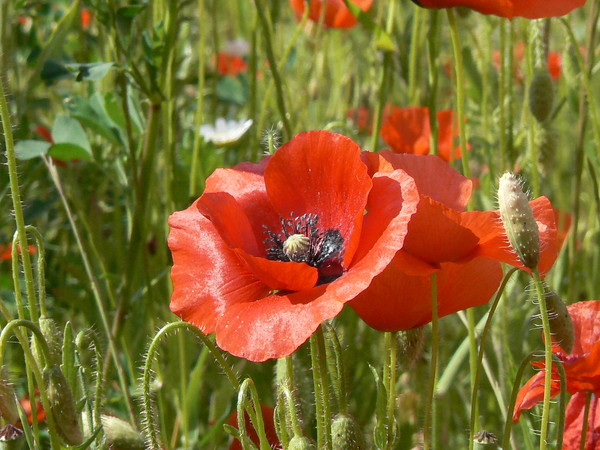 COQUELICOTS