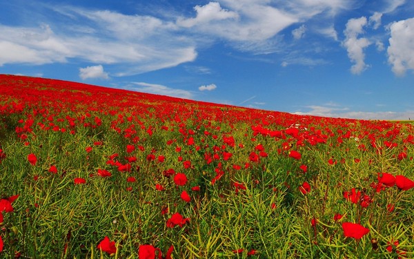 COQUELICOTS