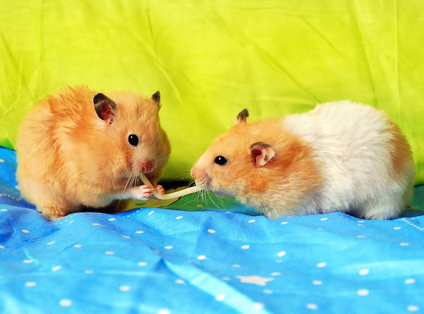 HAMSTERS